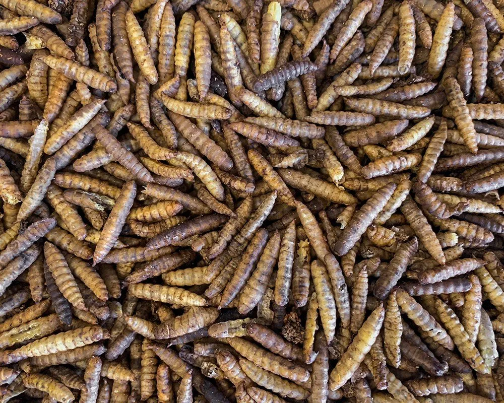 CALCI WORMS / BLACK SOLDIER FLY LARVAE - Straight