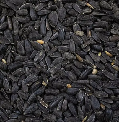 BLACK SUNFLOWER